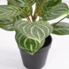 Artificial Plant 36*36*42cm Rohdea japonica in pp pot GS-06921035-G2 Potted Flowers&Plants 3,000+ sqm showroom with thousands of artificial flowers, plants & trees ready for global sourcing.