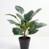 Artificial Plant 36*36*42cm Rohdea japonica in pp pot GS-06921035-G3 Potted Flowers&Plants 3,000+ sqm showroom with thousands of artificial flowers, plants & trees ready for global sourcing.