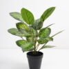 Artificial Plant 36*36*42cm Rohdea japonica in pp pot GS-06921035-G4 Potted Flowers&Plants 3,000+ sqm showroom with thousands of artificial flowers, plants & trees ready for global sourcing.