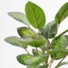 Artificial Plant 36*36*42cm Rohdea japonica in pp pot GS-06921035-G4 Potted Flowers&Plants 3,000+ sqm showroom with thousands of artificial flowers, plants & trees ready for global sourcing.