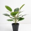Artificial Plant 36*36*42cm Rohdea japonica in pp pot GS-06921035-G5 Potted Flowers&Plants 3,000+ sqm showroom with thousands of artificial flowers, plants & trees ready for global sourcing.