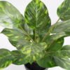 Artificial Plant 36*36*42cm Rohdea japonica in pp pot GS-06921035-G6 Potted Flowers&Plants 3,000+ sqm showroom with thousands of artificial flowers, plants & trees ready for global sourcing.