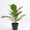 Artificial Plant 36*36*42cm Rohdea japonica in pp pot GS-06921035 Potted Flowers&Plants 3,000+ sqm showroom with thousands of artificial flowers, plants & trees ready for global sourcing.