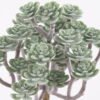 Artificial Plant 13*11.5*24CM Succulent *34 GS-54021016 Leaves&Sprays&Foliages YeahFlower is one of Chinese leading OEM manufacturers and exporters , supplying the silk flowers, wholesale artificial trees
