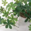 Artificial Plant Sugervine in ceramic pot GS-03321108-KSM Potted Flowers&Plants 3,000+ sqm showroom with thousands of artificial flowers, plants & trees ready for global sourcing.