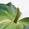 Artificial Plant 18*85CM Super-large anthurium GS-41521012 Leaves&Sprays&Foliages 3,000+ sqm showroom with thousands of artificial flowers, plants & trees ready for global sourcing.