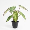 Artificial-Plant-Taro-leaves-in-Plastic-pot-GS-03321003_1-1.jpg Artificial Plant 31*25*31cm Taro leaves in Plastic pot GS-03321003 Potted Flowers&Plants YeahFlower is one of Chinese leading OEM manufacturers and exporters , supplying the silk flowers, wholesale artificial trees