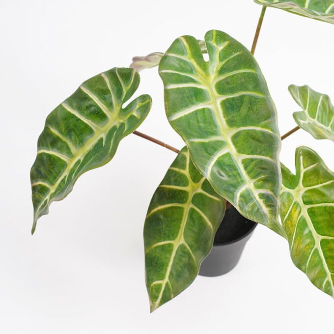 Artificial-Plant-Taro-leaves-in-Plastic-pot-GS-03321003_7-1.jpg Artificial Plant 31*25*31cm Taro leaves in Plastic pot GS-03321003 Potted Flowers&Plants YeahFlower is one of Chinese leading OEM manufacturers and exporters , supplying the silk flowers, wholesale artificial trees