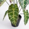 Artificial Plant 33*33*38cm Taro leaves in Plastic pot GS-03321004 Potted Flowers&Plants YeahFlower is one of Chinese leading OEM manufacturers and exporters , supplying the silk flowers, wholesale artificial trees