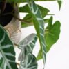 Artificial Plant 20*17*21cm Touch Mini Alocasia Leaf in Cement pot GS-03321075 Potted Flowers&Plants 3,000+ sqm showroom with thousands of artificial flowers, plants & trees ready for global sourcing.