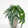 Artificial Plant 20*17*21cm Touch Mini Alocasia Leaf in Cement pot GS-03321075 Potted Flowers&Plants 3,000+ sqm showroom with thousands of artificial flowers, plants & trees ready for global sourcing.