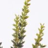 Artificial Plant 13*85cm Wheat spray*3 GS-62021007-G4 Leaves&Sprays&Foliages YeahFlower is one of Chinese leading OEM manufacturers and exporters , supplying the silk flowers, wholesale artificial trees