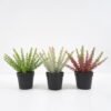 Artificial Plant succulent in pp pot GS-59121014 Potted Flowers&Plants YeahFlower is one of Chinese leading OEM manufacturers and exporters , supplying the silk flowers, wholesale artificial trees