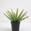 Artificial Plant succulent in pp pot GS-59121014 Potted Flowers&Plants YeahFlower is one of Chinese leading OEM manufacturers and exporters , supplying the silk flowers, wholesale artificial trees