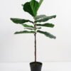 Artificial Tree 55*90CM Fiddle in pp pot GS-50021001 Tree&Plant YeahFlower is one of Chinese leading OEM manufacturers and exporters , supplying the silk flowers, wholesale artificial trees
