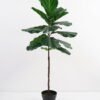 Artificial Tree 58*120CM Fiddle in pp pot GS-50021002 Tree&Plant YeahFlower is one of Chinese leading OEM manufacturers and exporters , supplying the silk flowers, wholesale artificial trees