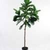 Artificial Tree 81*171CM Fiddle in pp pot GS-50021003 Tree&Plant YeahFlower is one of Chinese leading OEM manufacturers and exporters , supplying the silk flowers, wholesale artificial trees