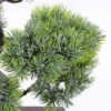 Artificial Tree 28*26*39CM Pinetree in pp pot GS-60221001 Potted Flowers&Plants YeahFlower is one of Chinese leading OEM manufacturers and exporters , supplying the silk flowers, wholesale artificial trees