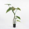 Artificial Tree 98*66*125CM Rainbow taro in pp pot GS-48521008 Tree&Plant YeahFlower is one of Chinese leading OEM manufacturers and exporters , supplying the silk flowers, wholesale artificial trees
