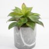 Artificial succulent 15*15*15cm Succulent in cement pot GS-51721002 Succulent YeahFlower is one of Chinese leading OEM manufacturers and exporters , supplying the silk flowers, wholesale artificial trees