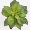 Artificial succulent 15*15*15cm Succulent in cement pot GS-51721002 Succulent YeahFlower is one of Chinese leading OEM manufacturers and exporters , supplying the silk flowers, wholesale artificial trees