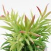 Artificial succulent 11*11*17cm Succulent in cement pot GS-51721004 Succulent YeahFlower is one of Chinese leading OEM manufacturers and exporters , supplying the silk flowers, wholesale artificial trees