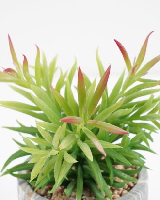 Artificial succulent 11*11*17cm Succulent in cement pot GS-51721004 Succulent YeahFlower is one of Chinese leading OEM manufacturers and exporters , supplying the silk flowers, wholesale artificial trees Artificial succulent 11*11*17cm Succulent in cement pot GS-51721004 Succulent YeahFlower is one of Chinese leading OEM manufacturers and exporters , supplying the silk flowers, wholesale artificial trees