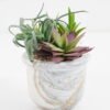 Artificial succulent 9*9*11cm Succulent in cement pot GS-51721006 Succulent YeahFlower is one of Chinese leading OEM manufacturers and exporters , supplying the silk flowers, wholesale artificial trees