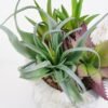Artificial succulent 9*9*11cm Succulent in cement pot GS-51721006 Succulent YeahFlower is one of Chinese leading OEM manufacturers and exporters , supplying the silk flowers, wholesale artificial trees