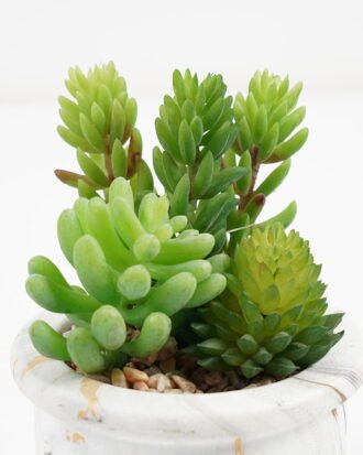 Artificial succulent 10*10*13cm Succulent in cement pot GS-51721008 Succulent YeahFlower is one of Chinese leading OEM manufacturers and exporters , supplying the silk flowers, wholesale artificial trees Artificial succulent 10*10*13cm Succulent in cement pot GS-51721008 Succulent YeahFlower is one of Chinese leading OEM manufacturers and exporters , supplying the silk flowers, wholesale artificial trees