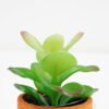 Artificial succulent Succulent plant in Paper pulp pot GS-51721064 Succulent YeahFlower is one of Chinese leading OEM manufacturers and exporters , supplying the silk flowers, wholesale artificial trees