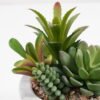 Artificial succulent 11*11*15cm Succulent+grass in cement pot GS-51721009 Succulent YeahFlower is one of Chinese leading OEM manufacturers and exporters , supplying the silk flowers, wholesale artificial trees