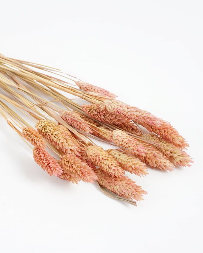Dried Flowers H:30CM Dried natural flower in box GS-56621026 Dried Flowers YeahFlower is one of Chinese leading OEM manufacturers and exporters , supplying the silk flowers, wholesale artificial trees