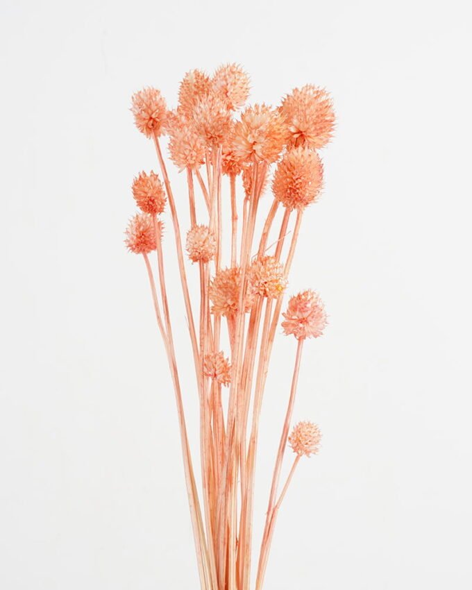 Dried Flowers H:30CM Dried natural flower in box GS-56621026 Dried Flowers YeahFlower is one of Chinese leading OEM manufacturers and exporters , supplying the silk flowers, wholesale artificial trees