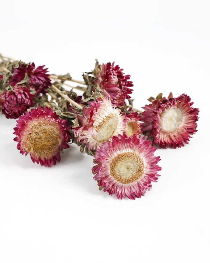 Dried Flowers H:30CM Dried natural flower in box GS-56621027 Dried Flowers YeahFlower is one of Chinese leading OEM manufacturers and exporters , supplying the silk flowers, wholesale artificial trees