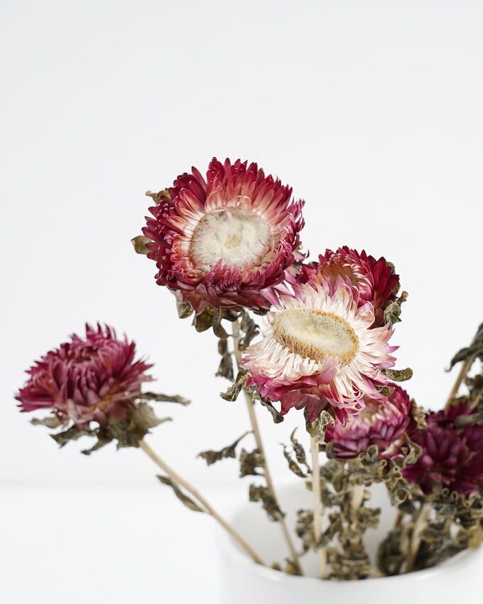 Dried Flowers H:30CM Dried natural flower in box GS-56621027 Dried Flowers YeahFlower is one of Chinese leading OEM manufacturers and exporters , supplying the silk flowers, wholesale artificial trees