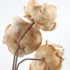 Dried Flowers Dry flower 3pcs bag REMARK standard pcs not weight GS-56621056_25 Dried Flowers 15*50CM Dry flower 3pcs/bag H:50CM(standard : pcs not weight) GS-56621056 Bouquet YeahFlower is one of Chinese leading OEM manufacturers and exporters , supplying the silk flowers, wholesale artificial trees