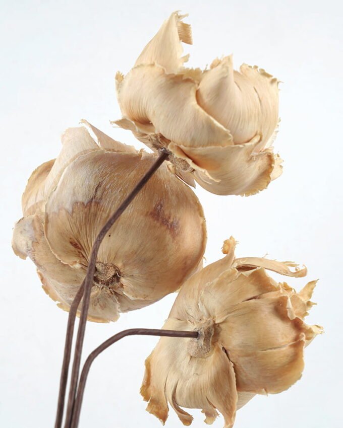 Dried Flowers Dry flower 3pcs bag REMARK standard pcs not weight GS-56621056_25 Dried Flowers 15*50CM Dry flower 3pcs/bag H:50CM(standard : pcs not weight) GS-56621056 Bouquet YeahFlower is one of Chinese leading OEM manufacturers and exporters , supplying the silk flowers, wholesale artificial trees