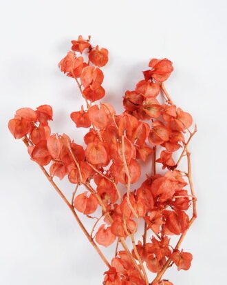 Dried Flowers 16*55CM Physalis peruviana,50g/bag, H:50-55cm/pc GS-56620101 Bouquet YeahFlower is one of Chinese leading OEM manufacturers and exporters , supplying the silk flowers, wholesale artificial trees Dried Flowers 16*55CM Physalis peruviana,50g/bag, H:50-55cm/pc GS-56620101 Bouquet YeahFlower is one of Chinese leading OEM manufacturers and exporters , supplying the silk flowers, wholesale artificial trees
