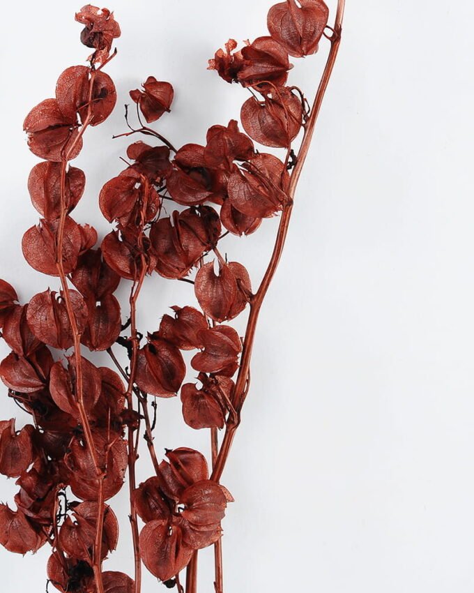 Dried-Flowers-Physalis-peruviana-50g-bag-H-50-55cm-pc-GS-56620101_4-1.jpg Dried Flowers 16*55CM Physalis peruviana,50g/bag, H:50-55cm/pc GS-56620101 Bouquet YeahFlower is one of Chinese leading OEM manufacturers and exporters , supplying the silk flowers, wholesale artificial trees