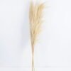 Dried Flowers 17*110CM Reed,3pc/bag, H:110cm/pc(REMARK :  standard : pcs not weight) GS-56620104 Bouquet YeahFlower is one of Chinese leading OEM manufacturers and exporters , supplying the silk flowers, wholesale artificial trees