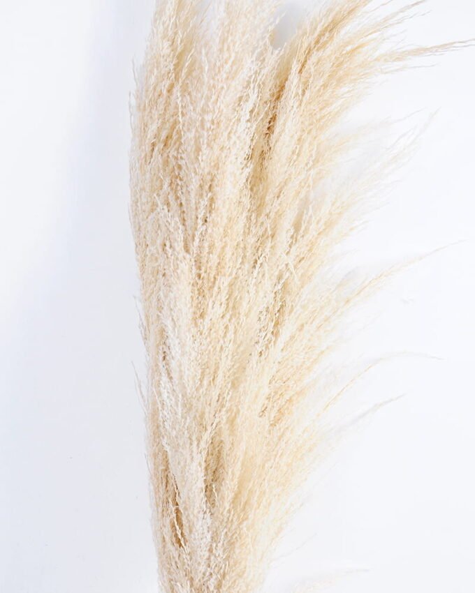 Dried Flowers 17*110CM Reed,3pc/bag, H:110cm/pc(REMARK :  standard : pcs not weight) GS-56620104 Bouquet YeahFlower is one of Chinese leading OEM manufacturers and exporters , supplying the silk flowers, wholesale artificial trees