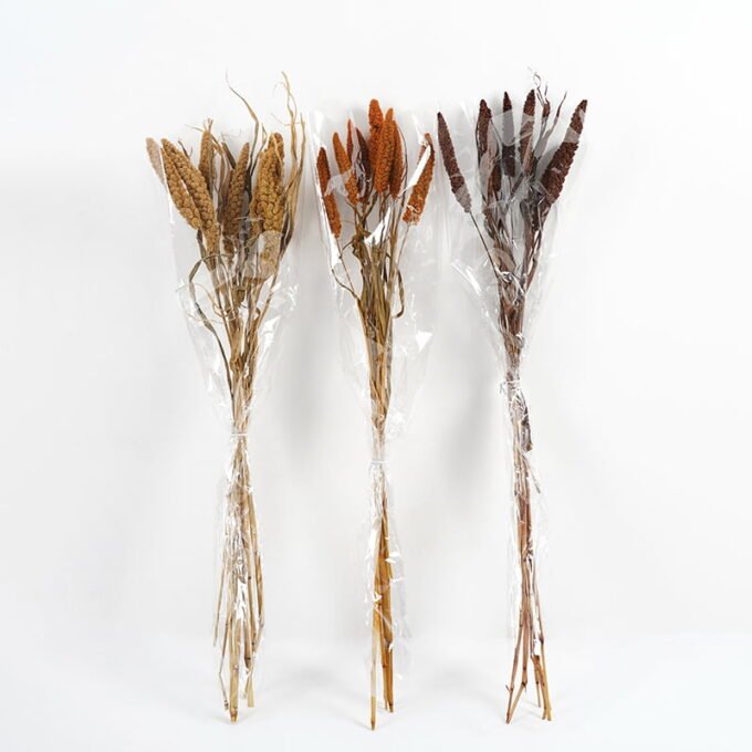 Dried-Flowers-SORGHUM-BICOLOR-3pc-bag-REMARK-standard-pcs-not-weight-GS-56619019CONTI-1.jpg Dried Flowers 12*75CM SORGHUM BICOLOR ,3pc/bag(REMARK:standard:pcs not weight) GS-56619019 Bouquet YeahFlower is one of Chinese leading OEM manufacturers and exporters , supplying the silk flowers, wholesale artificial trees