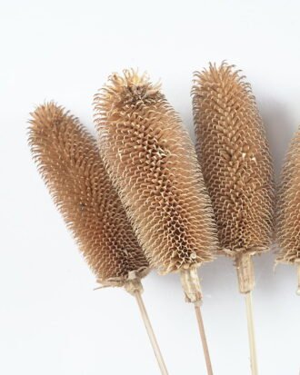 Dried Flowers 12*70CM caesalpinaia minax bush*5 GS-56619008-G1 Dried Flowers YeahFlower is one of Chinese leading OEM manufacturers and exporters , supplying the silk flowers, wholesale artificial trees