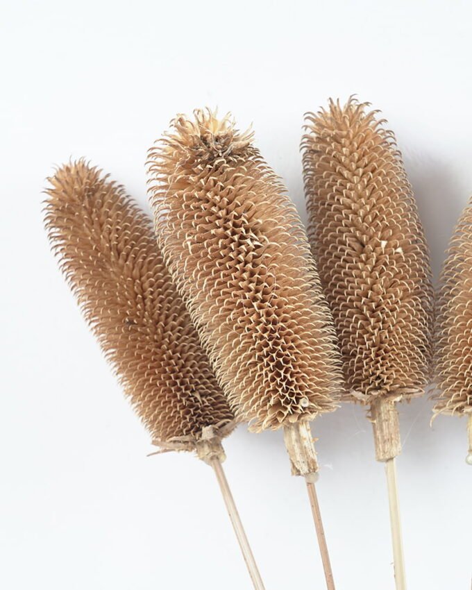 Dried Flowers 12*70CM caesalpinaia minax bush*5 GS-56619008-G1 Dried Flowers YeahFlower is one of Chinese leading OEM manufacturers and exporters , supplying the silk flowers, wholesale artificial trees