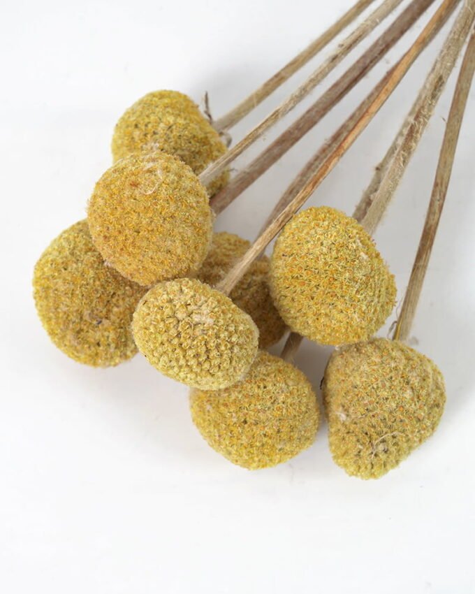 Artificial Flower 42*34.5*5.5CM Dried natural flower in box GS-56621061 Single Flowers YeahFlower is one of Chinese leading OEM manufacturers and exporters , supplying the silk flowers, wholesale artificial trees