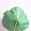 Artificial Flower 34*80cm Lotus leaf GS-18221002 Single Flowers YeahFlower is one of Chinese leading OEM manufacturers and exporters , supplying the silk flowers, wholesale artificial trees