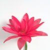 Artificial Flower lotus GS-18221001-R1_5 Artificial Flower 23*80cm lotus GS-18221001-R1 Single Flowers YeahFlower is one of Chinese leading OEM manufacturers and exporters , supplying the silk flowers, wholesale artificial trees