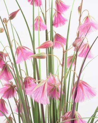 Artificial Grass 78*78*124CM Grass in pp pot GS-61921020 Potted Flowers&Plants YeahFlower is one of Chinese leading OEM manufacturers and exporters , supplying the silk flowers, wholesale artificial trees