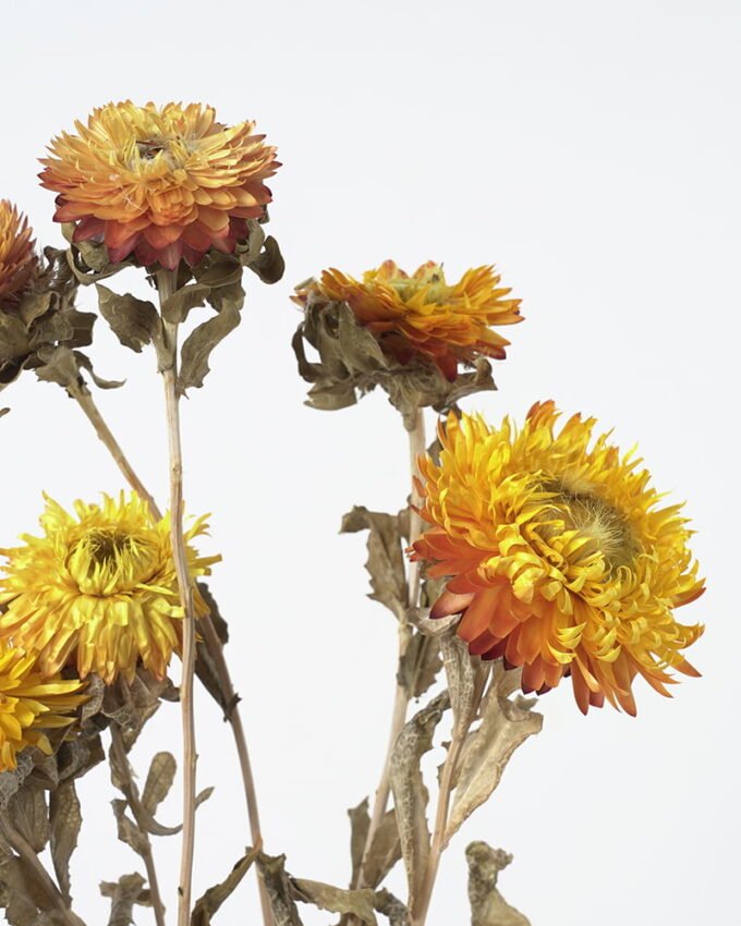 Dried Flowers 42*34.5*5.5CM Dried natural flower in box GS-56621060 Bouquet YeahFlower is one of Chinese leading OEM manufacturers and exporters , supplying the silk flowers, wholesale artificial trees